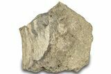 Dinosaur (Triceratops) Bone Section - Montana #307089-1